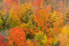 USA, Minnesota, Superior National Forest. Autumn forest colors. Art Print